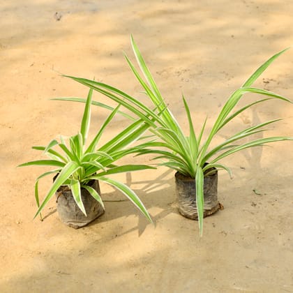 Buy Set of 2 - Spider Plant in 4 Inch Nursery Bag Online | Urvann.com