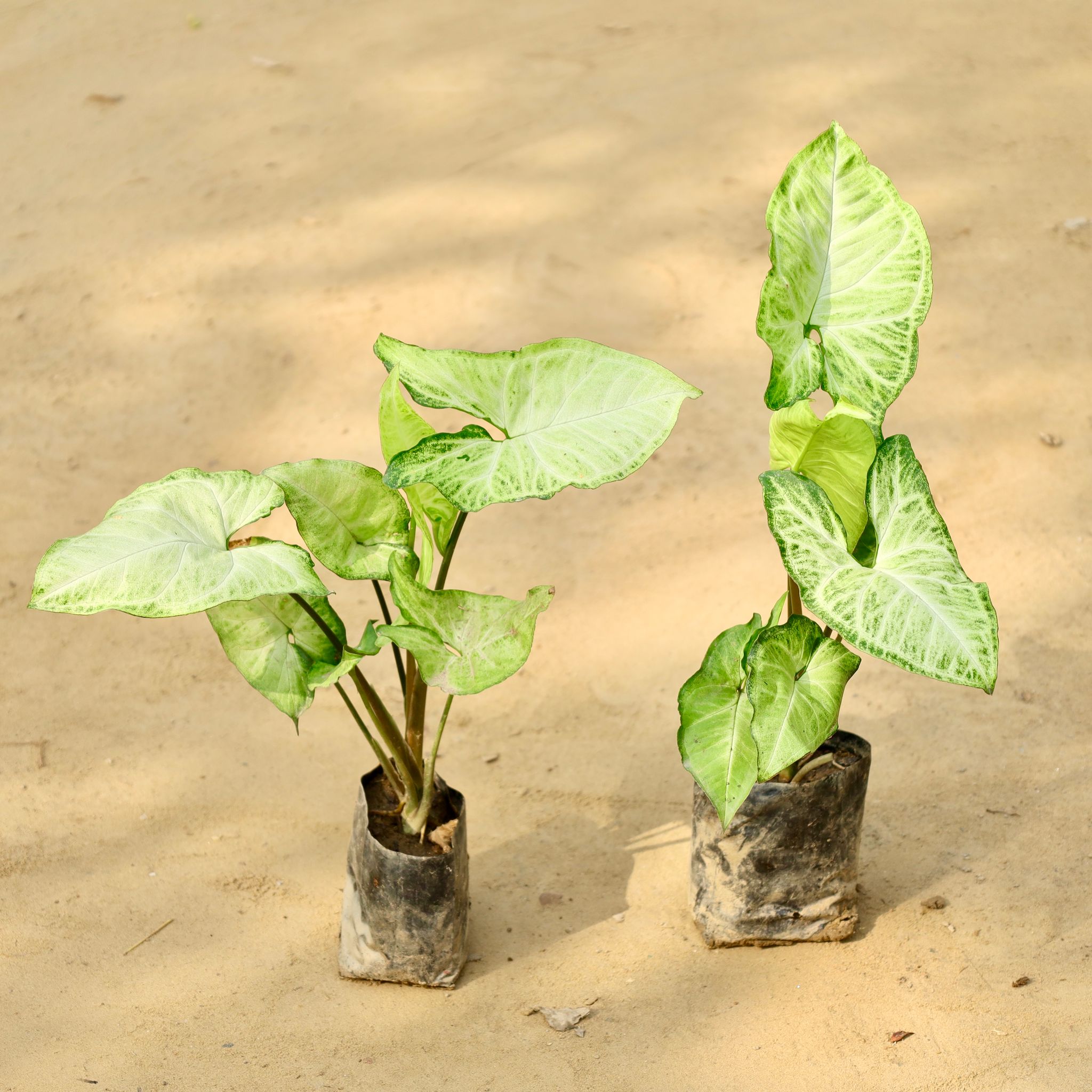 Set of 2 - Syngonium Arrowhead in 4 Inch Nursery Bag