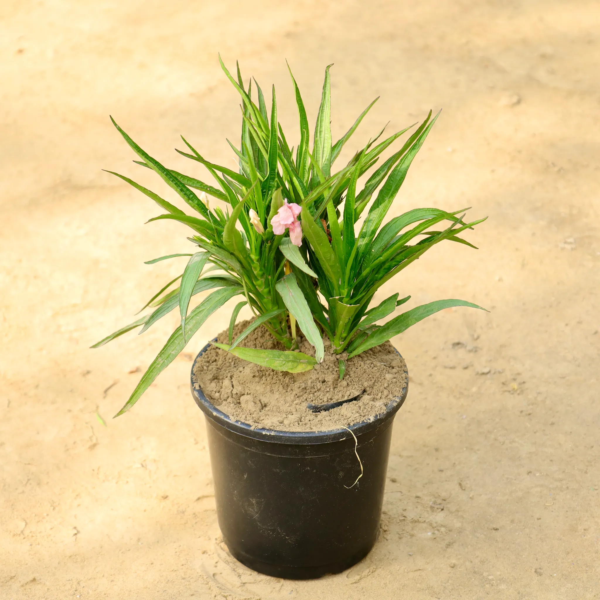 Ruellia (Any Colour) in 6 Inch Nursery Pot