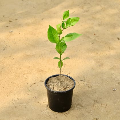 Buy Bel Patra in 6 Inch Nursery Pot Online | Urvann.com
