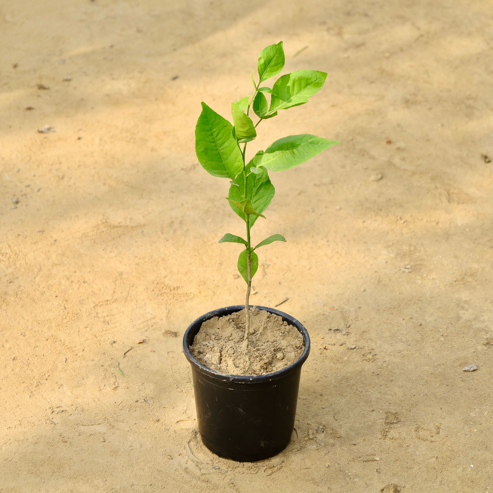 Bel Patra in 6 Inch Nursery Pot