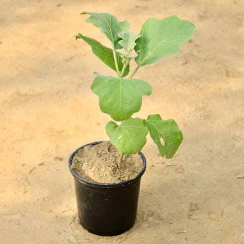 Brinjal / Baigan in 6 Inch Nursery Pot