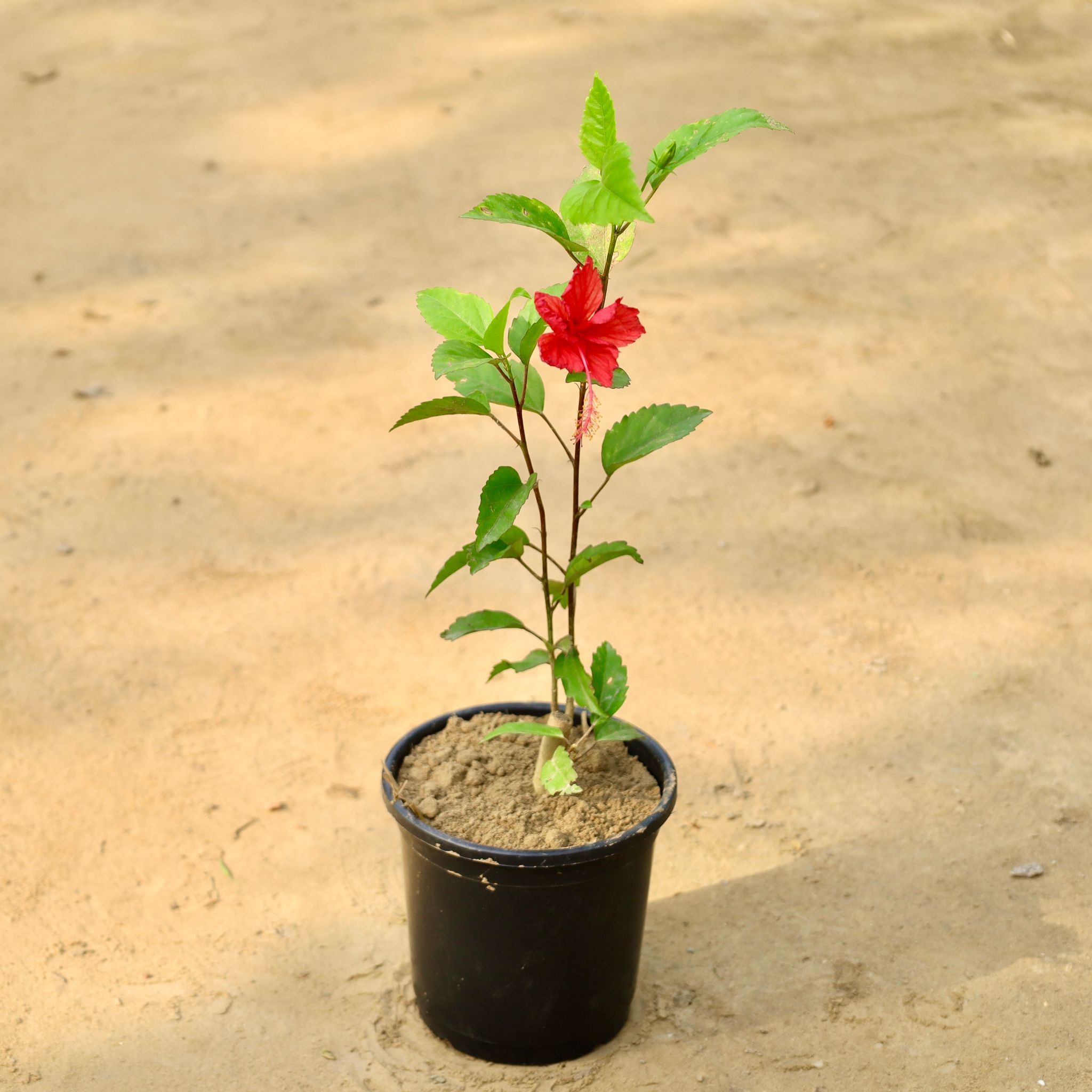 Hibiscus Red in 6 Inch Nursery Pot