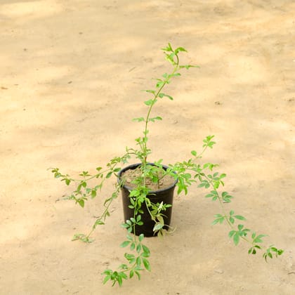 Buy Chameli (Any Colour) in 6 Inch Nursery Pot Online | Urvann.com
