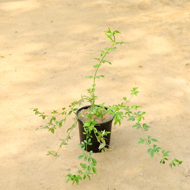 Chameli (Any Colour) in 6 Inch Nursery Pot