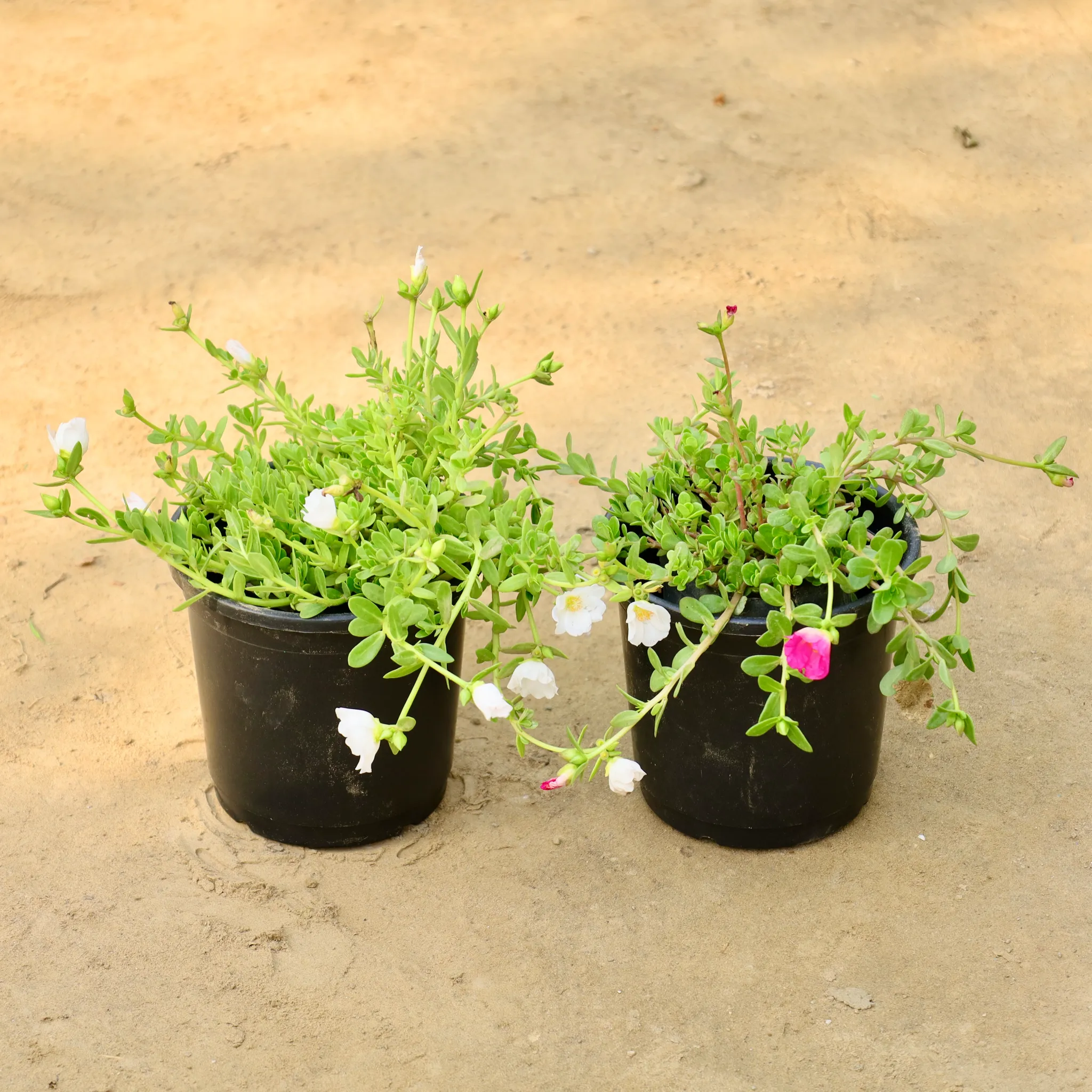 Set of 2 - Kulfa / Moss Rose / Common Purslane (Any Colour) in 6 Inch Nursery Pot