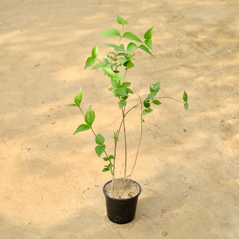 Harsingar / Parijaat (Any Colour) in 6 Inch Nursery Pot