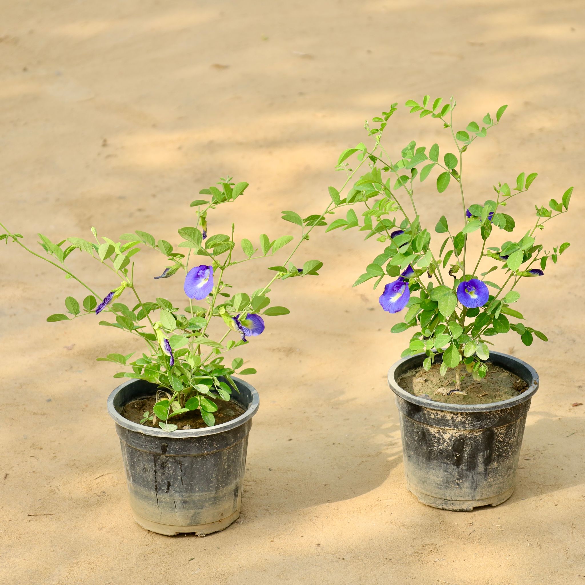 Set of 2 - Aparajita / Asian Pigeonwings (Any Colour) in 6 Inch Nursery Pot