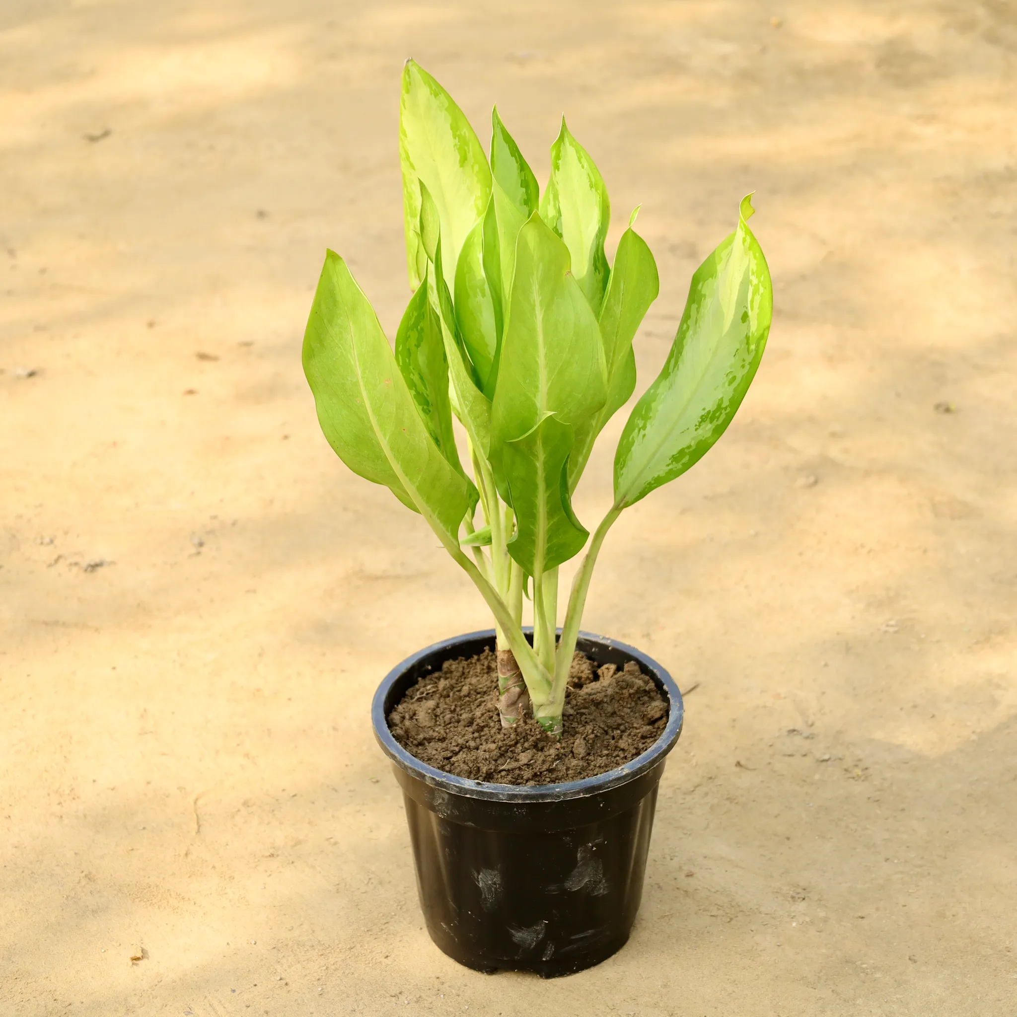 Aglaonema Dove in 8 Inch Nursery Pot