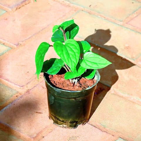 Paan / Betel Leaf in 4 Inch Nursery Pot