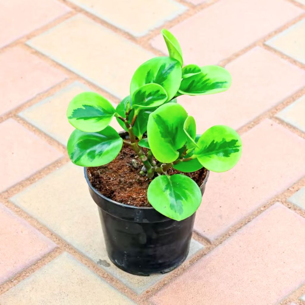 Peperomia / Radiator Plant Variegated in 4 Inch Nursery Pot Peperomia / Radiator Plant Variegated in 4 Inch Nursery Pot