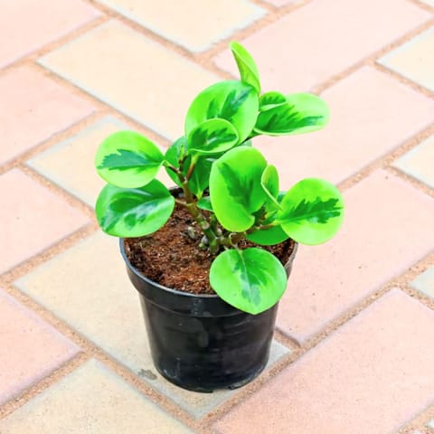 Peperomia / Radiator Plant Variegated in 4 Inch Nursery Pot
