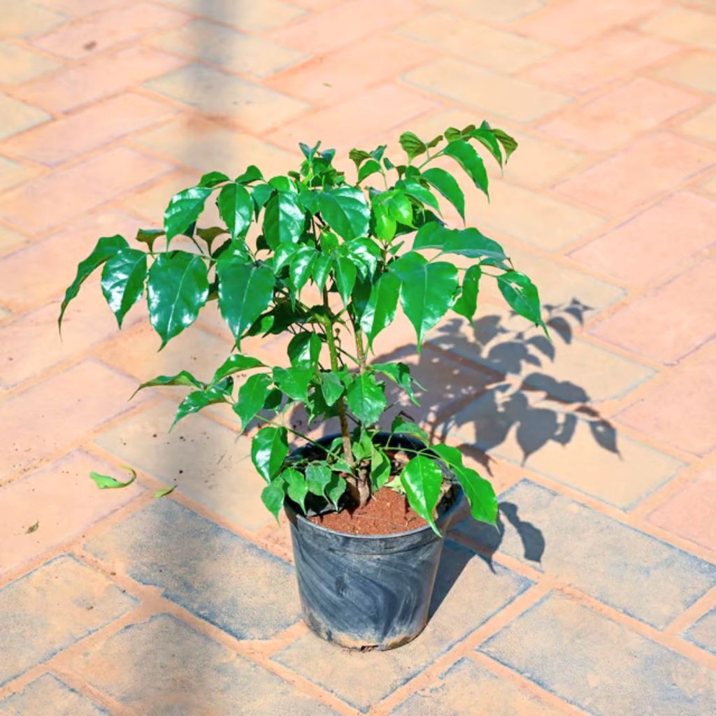 China Doll / Radermachera in 5 Inch Nursery Pot China Doll / Radermachera in 5 Inch Nursery Pot