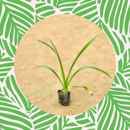 Free Gift - Spider Lily in 3 Inch Nursery Bag - Flash Sale