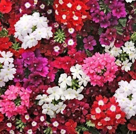Buy Verbena Mix Seeds - Excellent Germination Online | Urvann.com Verbena Mix Seeds - Excellent Germination