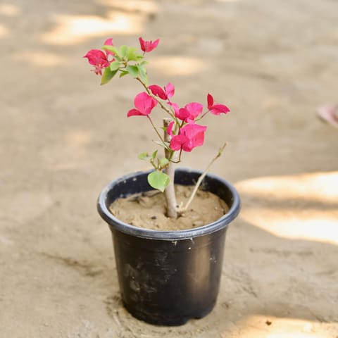 Bougainvillea (any colour) in 6 Inch Live Fresh Plant Nursery Pot (colour may vary) in Tilak Nagar