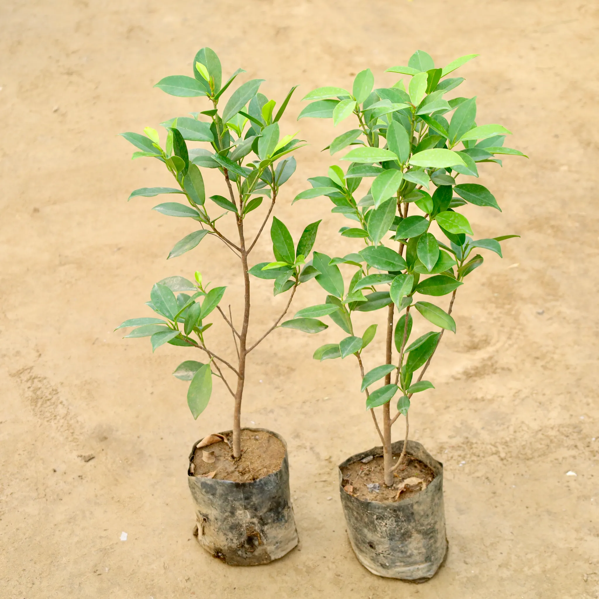Set of 2 - Ficus Panda in 7 Inch Nursery Bag