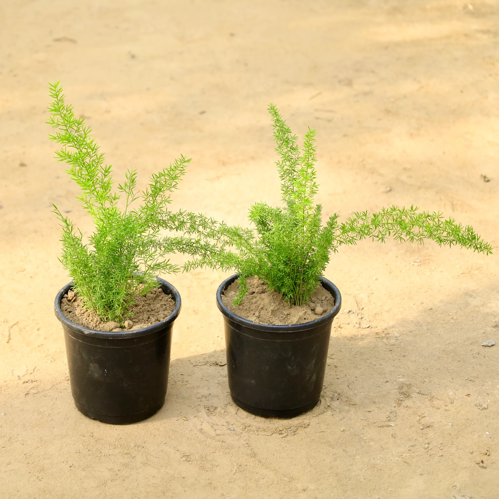 Set of 2 - Aspara Mary in 6 Inch Nursery Pot
