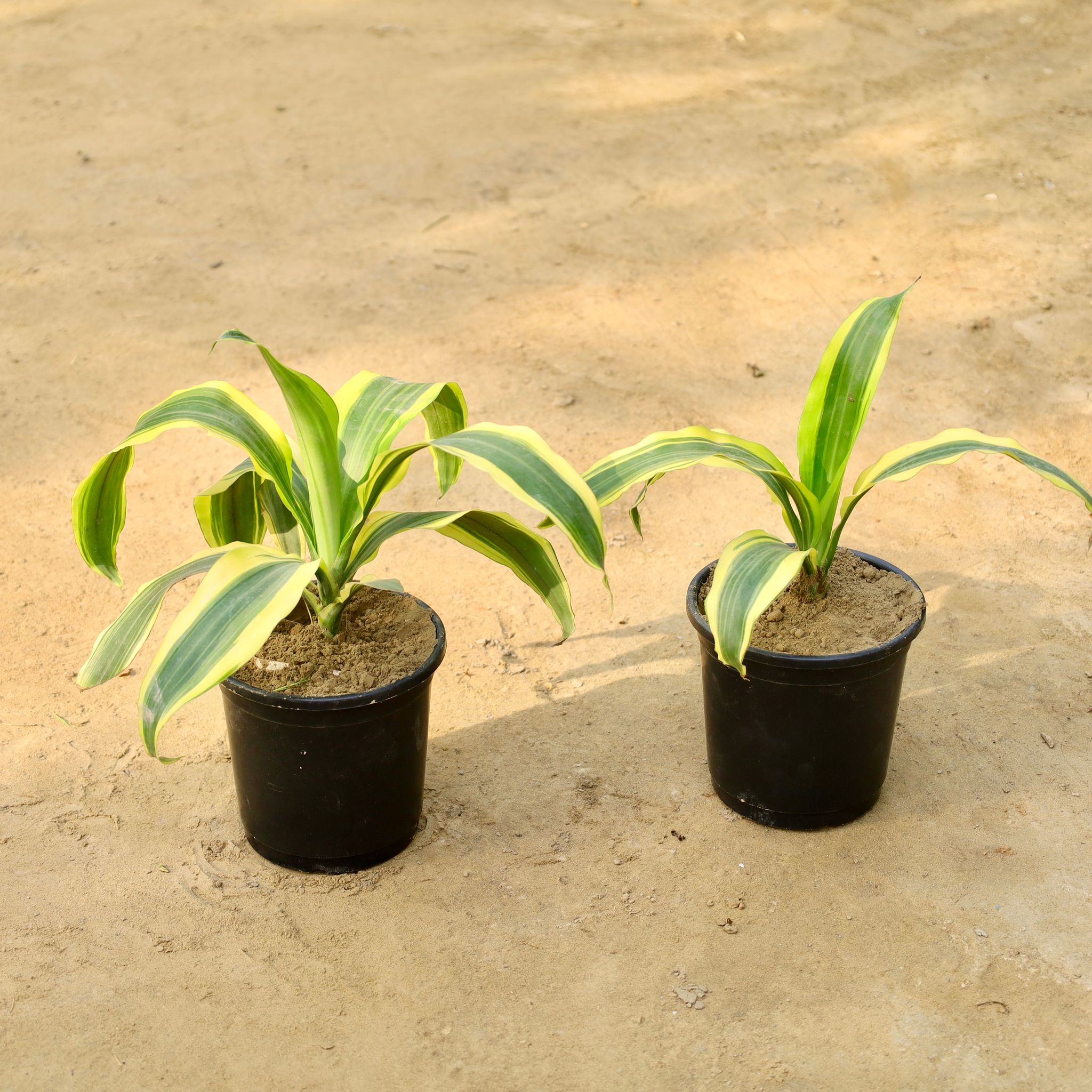 Set of 2 - Drycena Victoriya in 6 Inch Nursery Pot