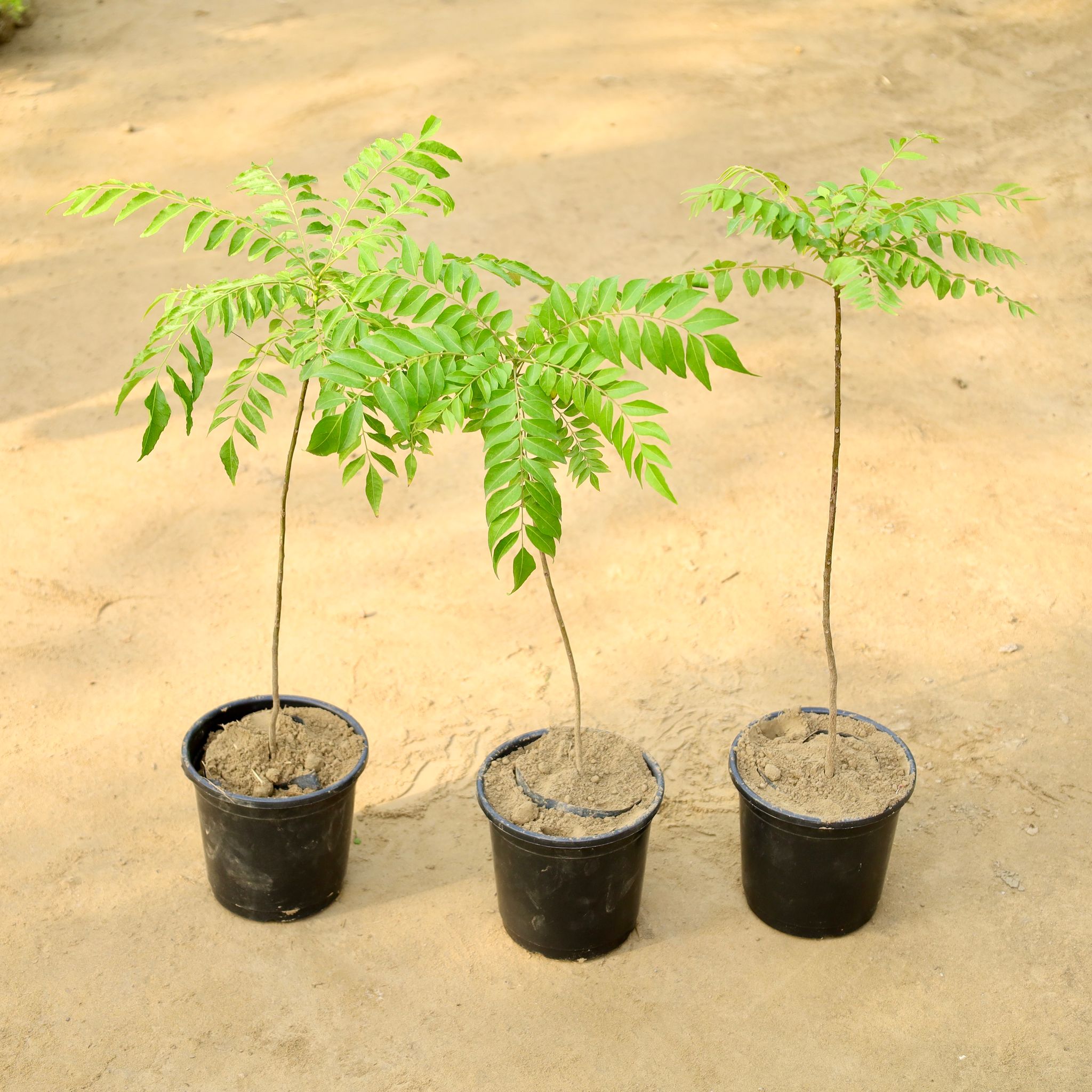 Set of 3 - Curry Patta in 6 Inch Nursery Pot