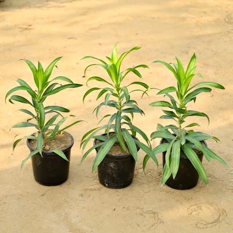 Set of 3 - Dracaena Messenger Green in 6 Inch Live Fresh Plant Nursery Pot in Sector 28