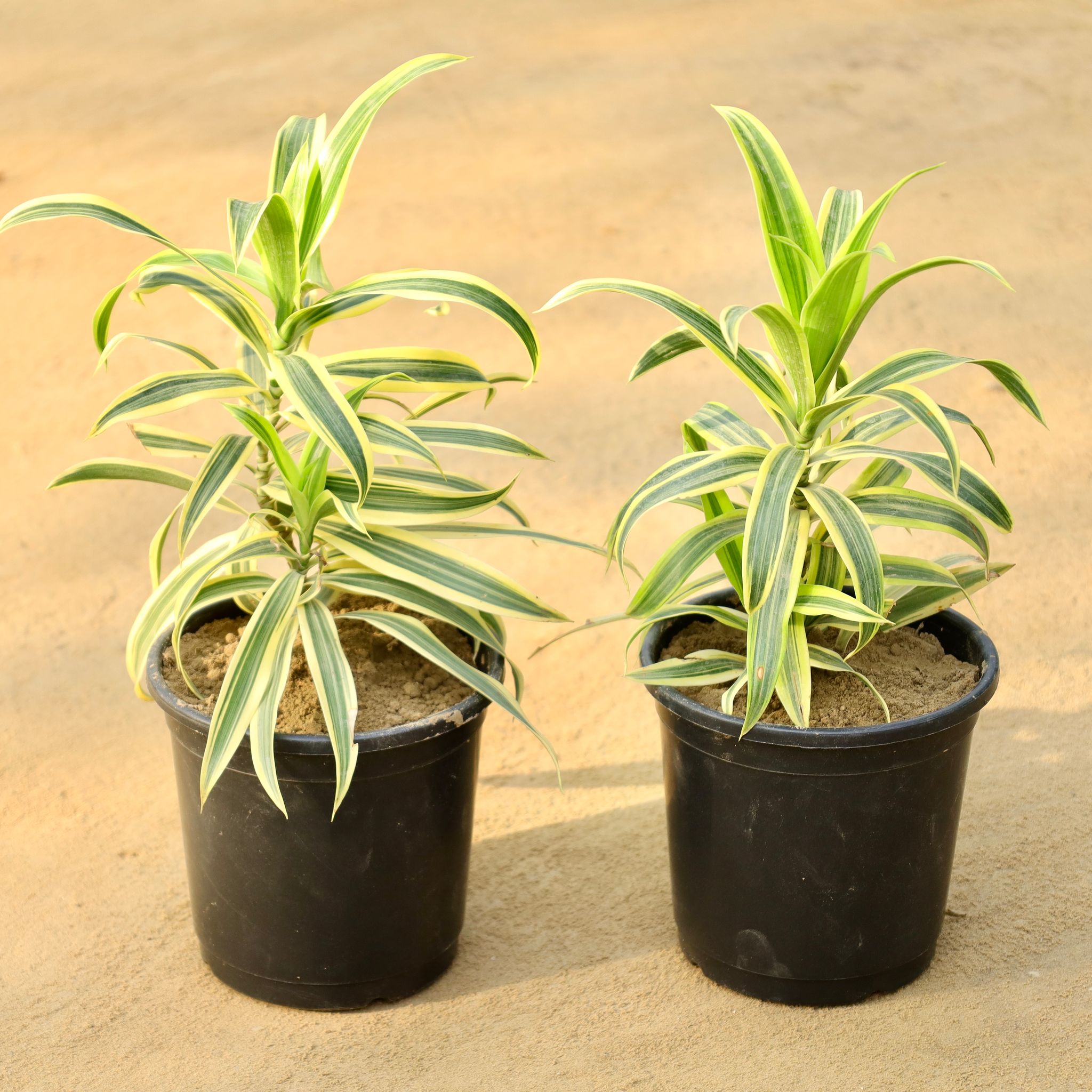 Set of 2 - Song of India in 6 Inch Nursery Pot