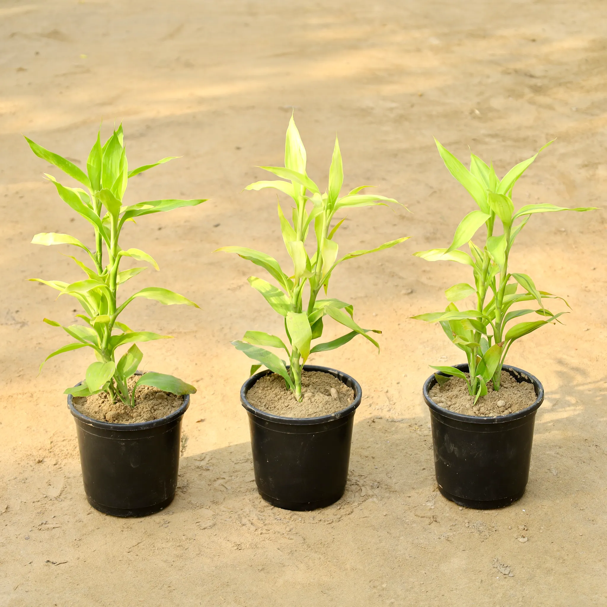 Set of 3 - Golden Lucky Bamboo in 6 Inch Nursery Pot