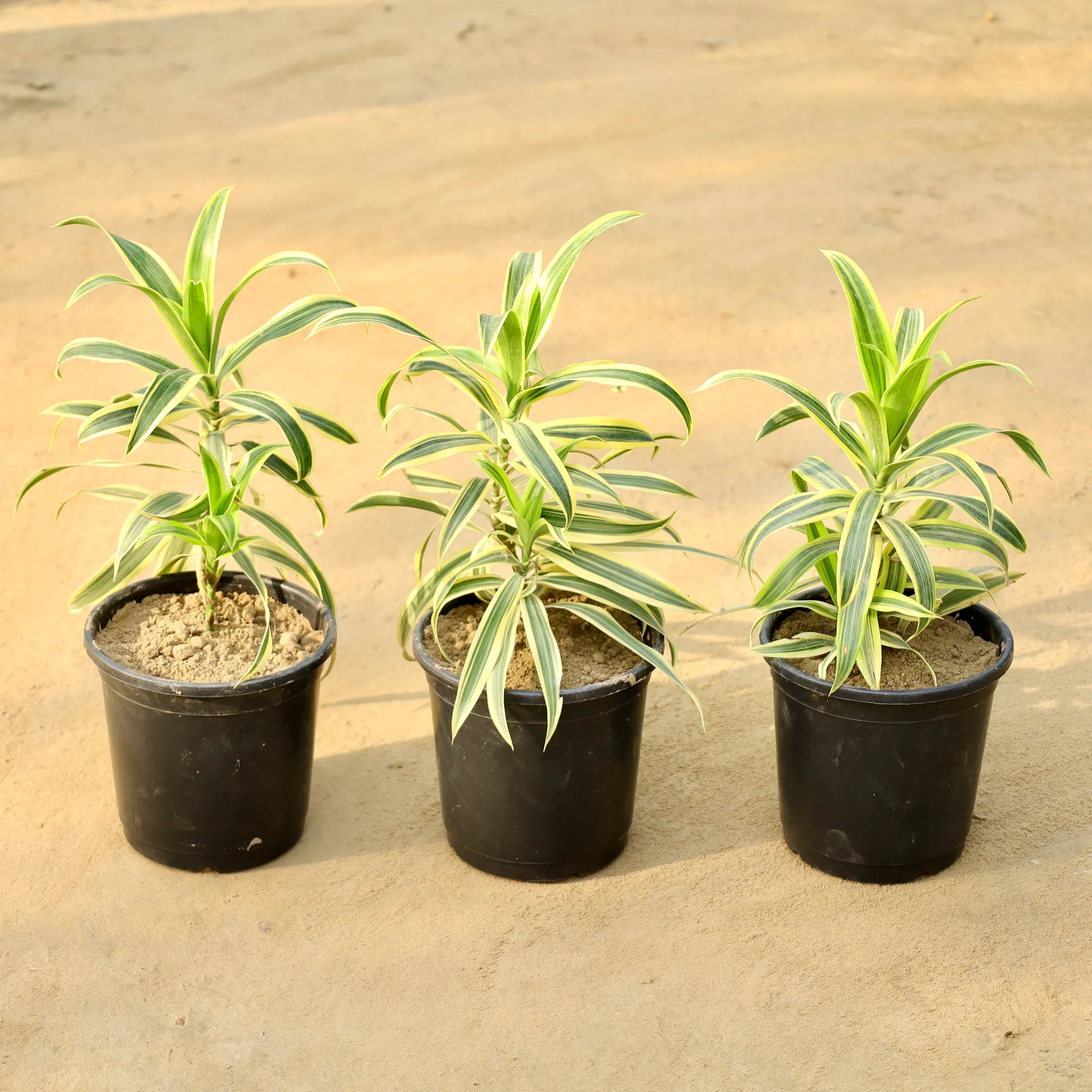 Set of 3 - Song of India in 6 Inch Nursery Pot