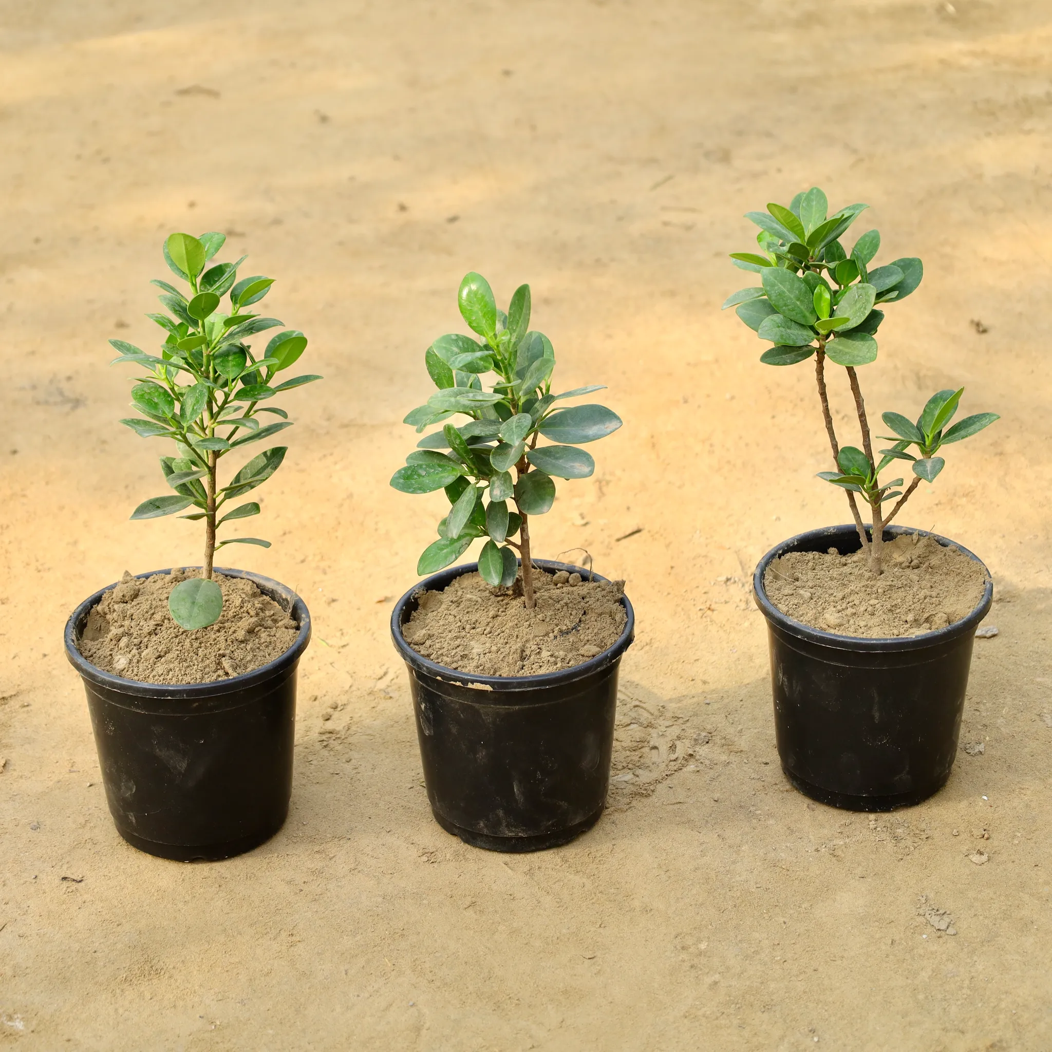 Set of 3 - Ficus Long Island in 6 Inch Nursery Pot
