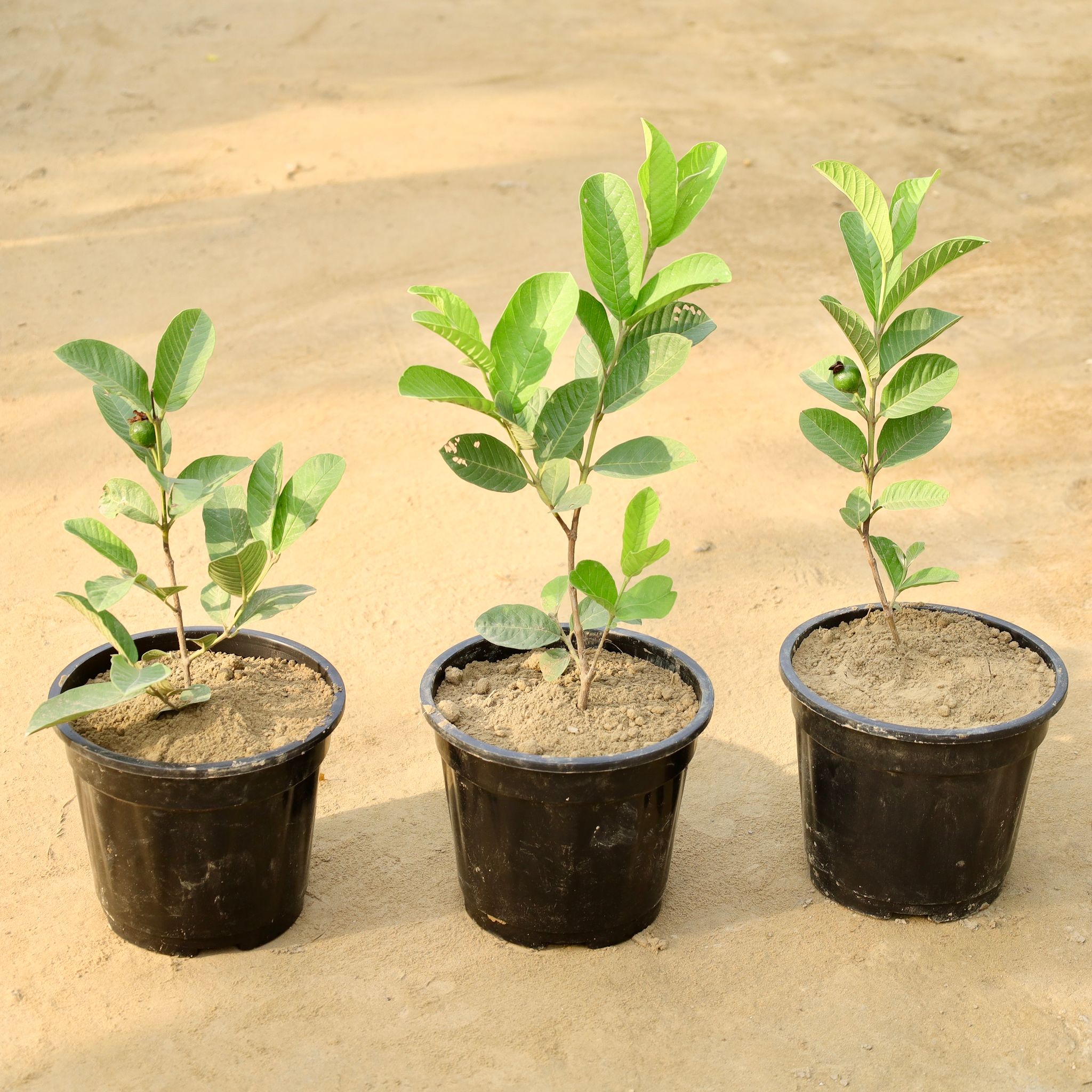 Set of 3 - Amrood / Guava  in 8 Inch Nursery Pot