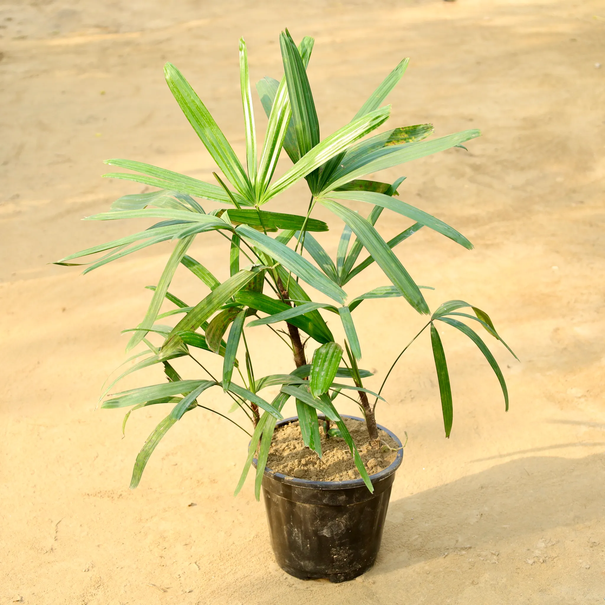 Raphis Palm in 8 Inch Nursery Pot