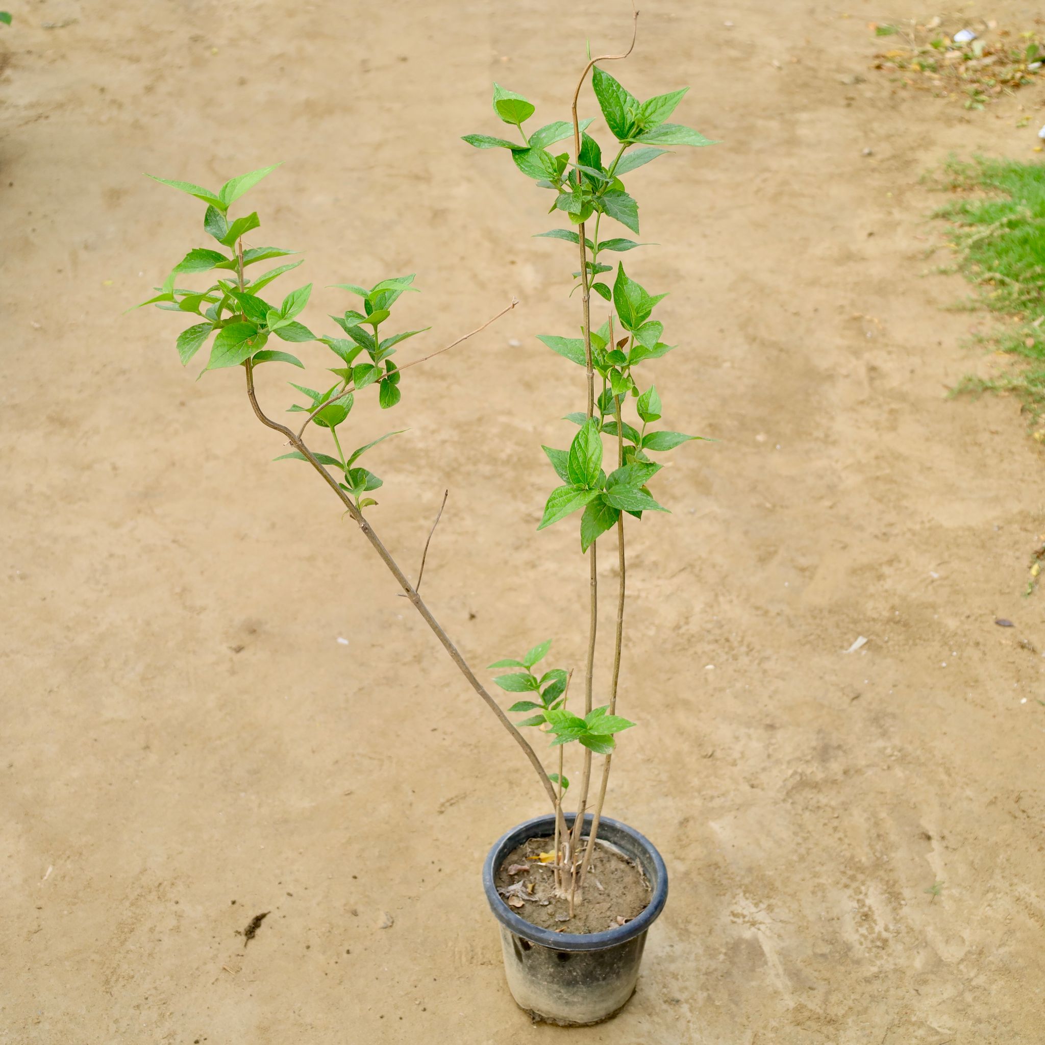 Harsingar / Parijaat (Any Colour) in 8 Inch Nursery Pot