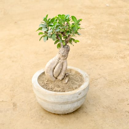 Buy Ficus Microcarpa in 8 Inch Round Cement Pot Online | Urvann.com