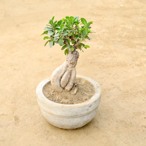 Ficus Microcarpa Bonsai in 8 Inch Round Cement Pot