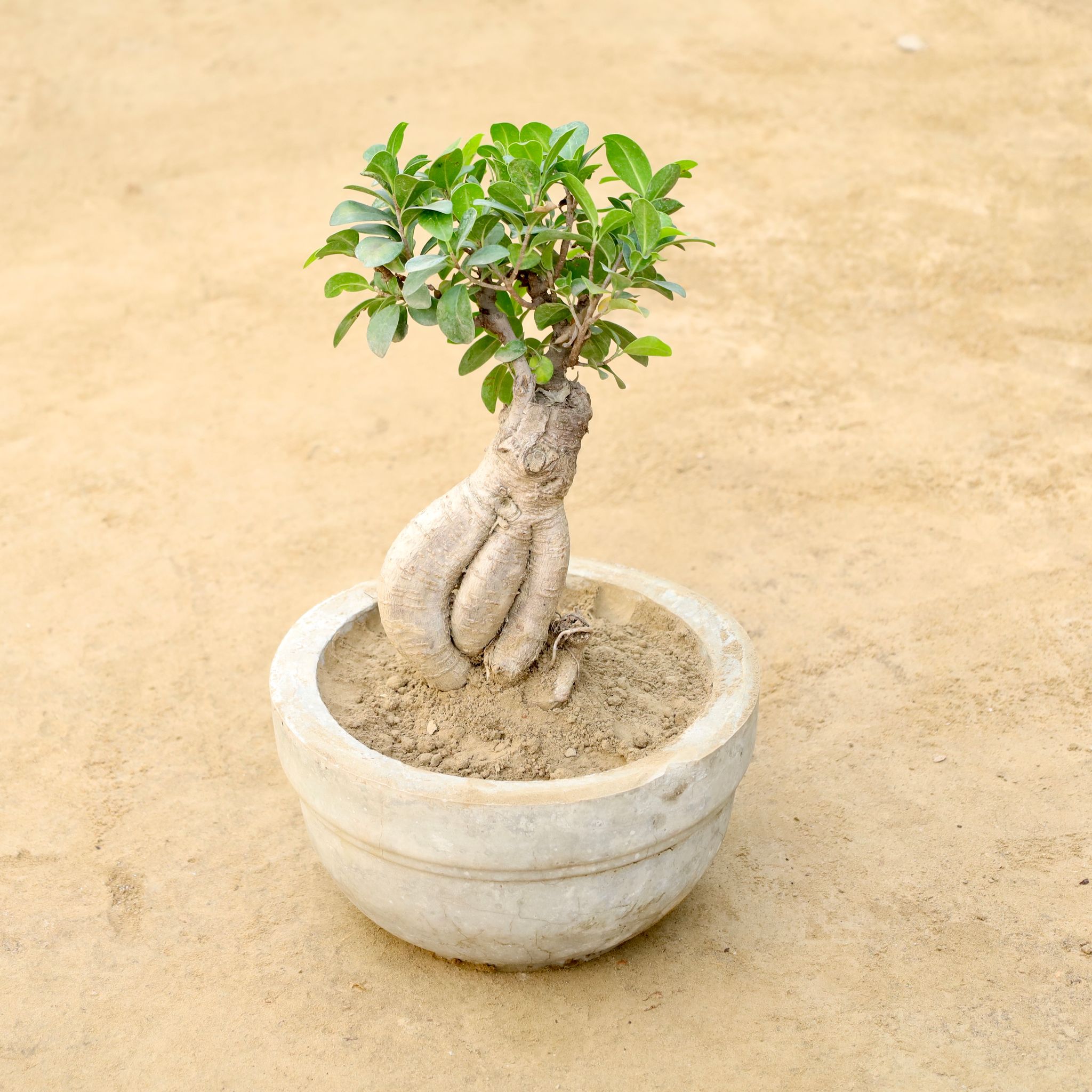 Ficus Microcarpa Bonsai in 8 Inch Round Cement Pot