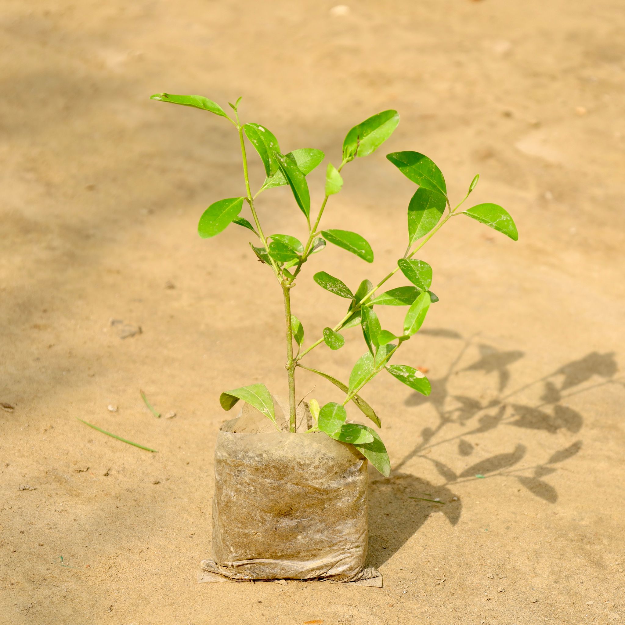 Inerme Plant in 3 Inch Nursery Bag