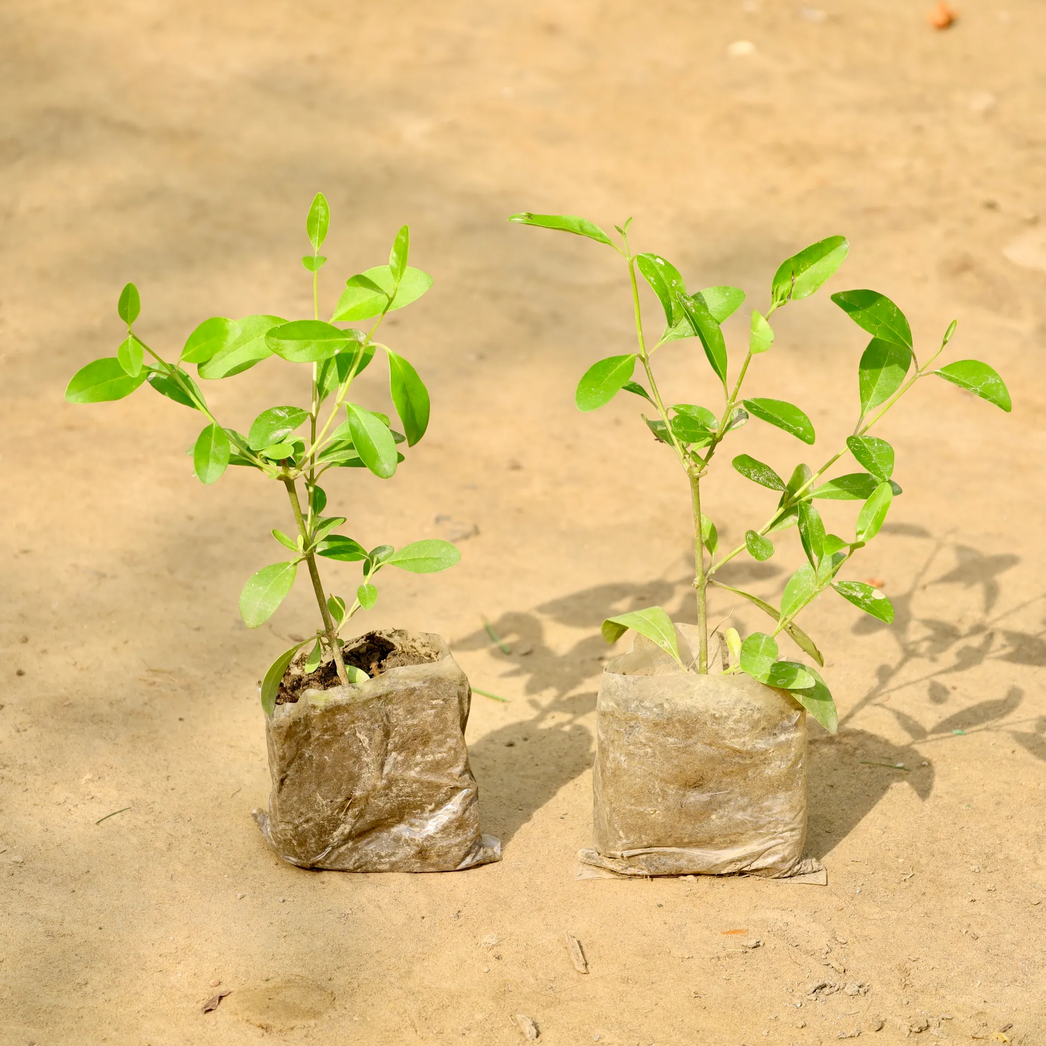Set of 2 - Inerme Plant in 3 Inch Nursery Bag