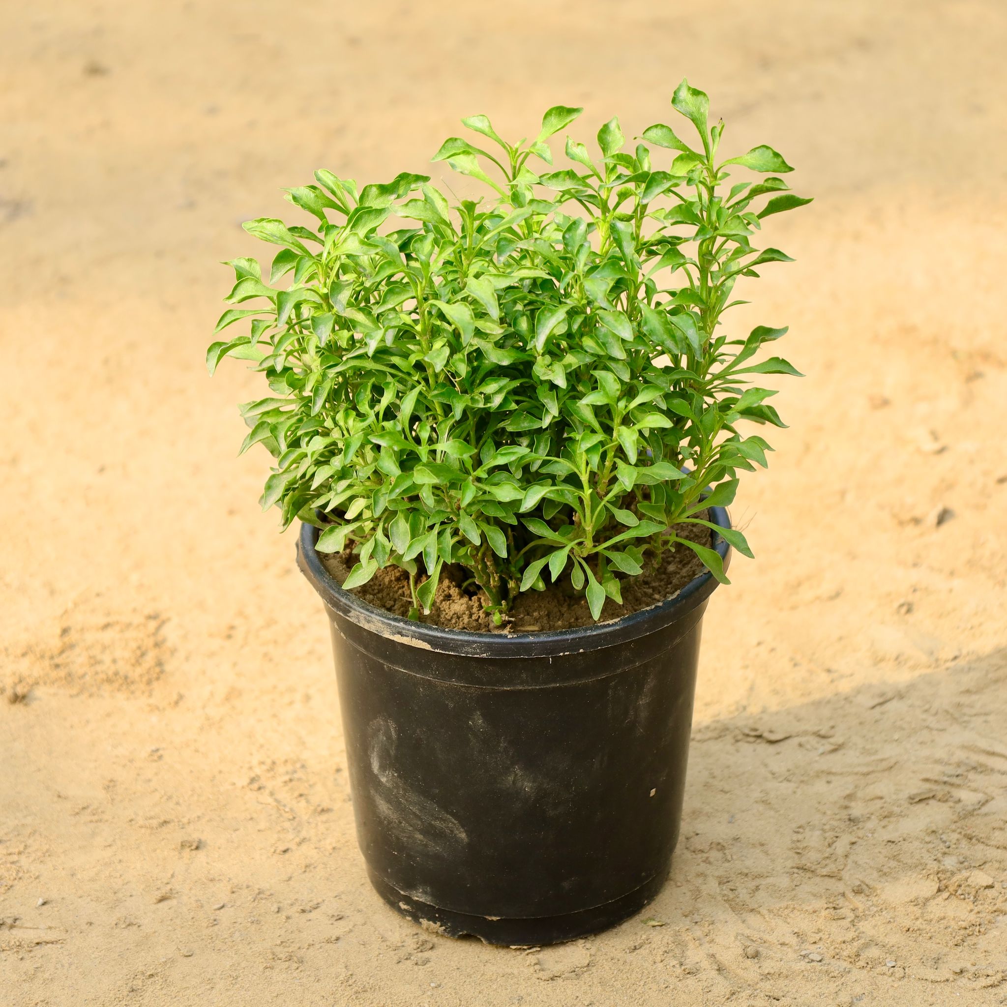 Alternanthera Green in 4 Inch Nursery Pot