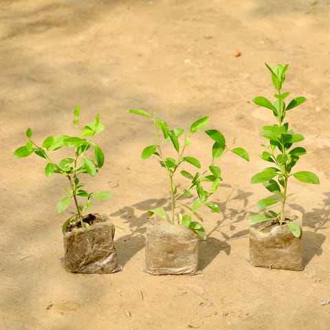 Set of 3 - Inerme Plant in 3 Inch Nursery Bag