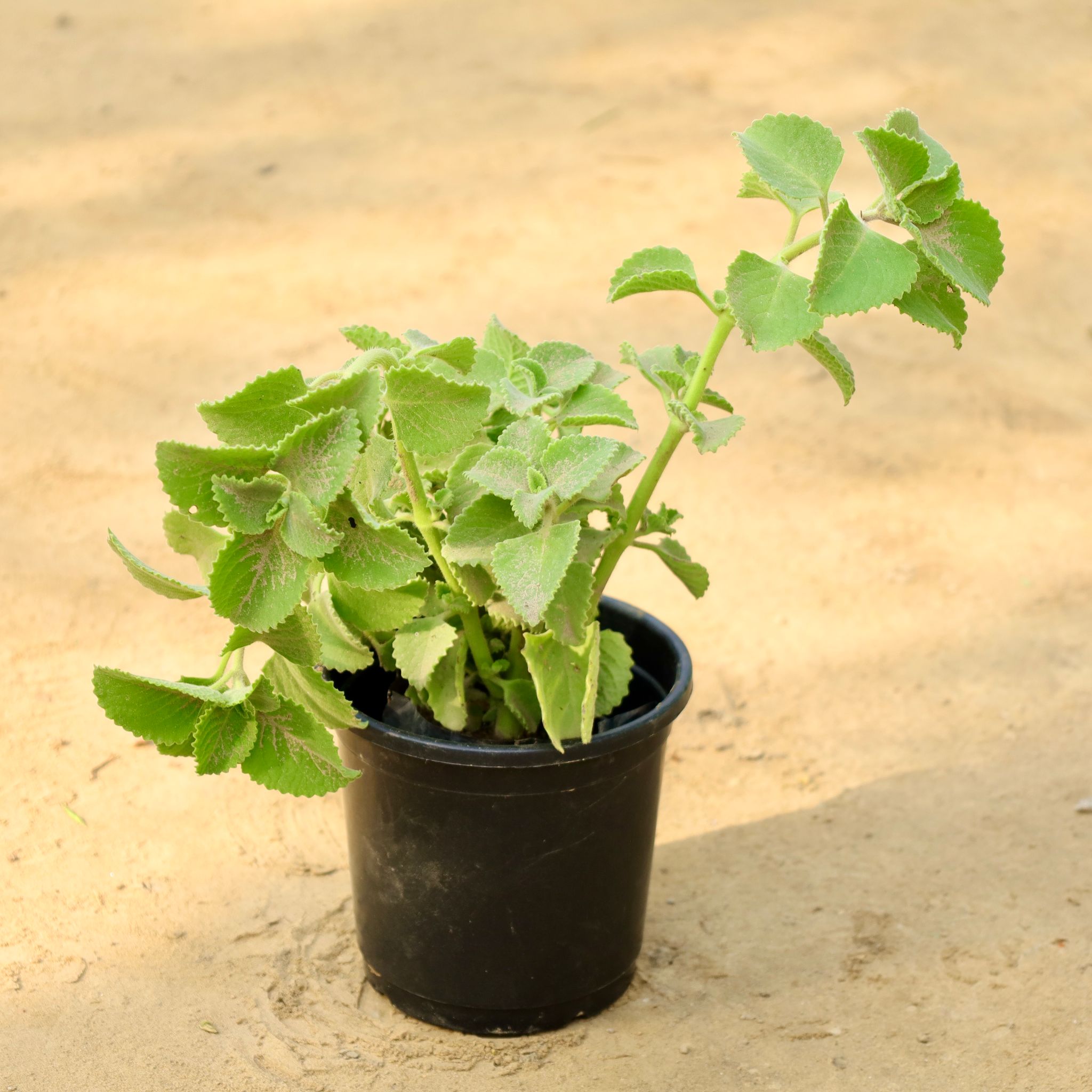 Ajwain Plant in 6 Inch Nursery Pot