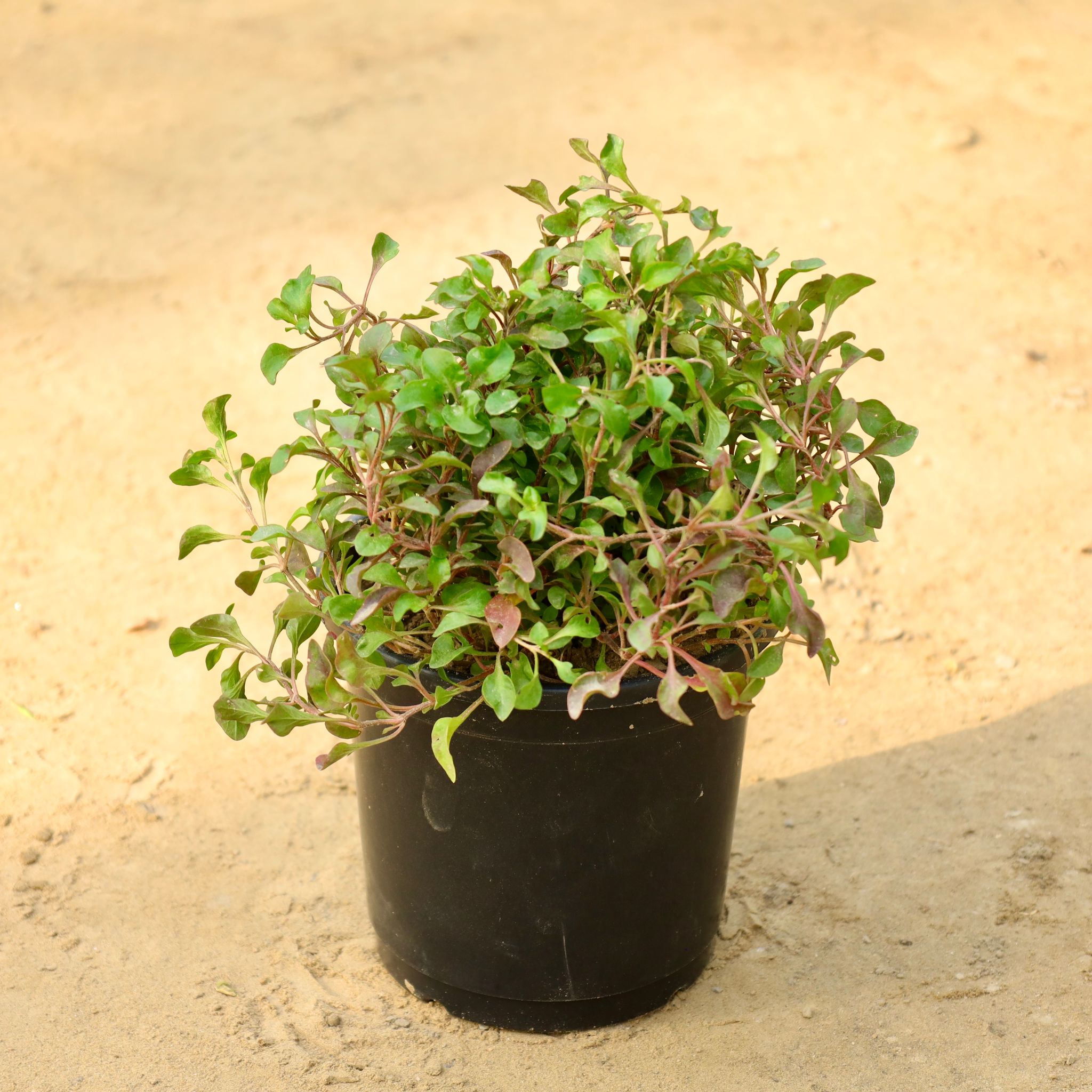 Alternanthera Red in 4 Inch Nursery Pot
