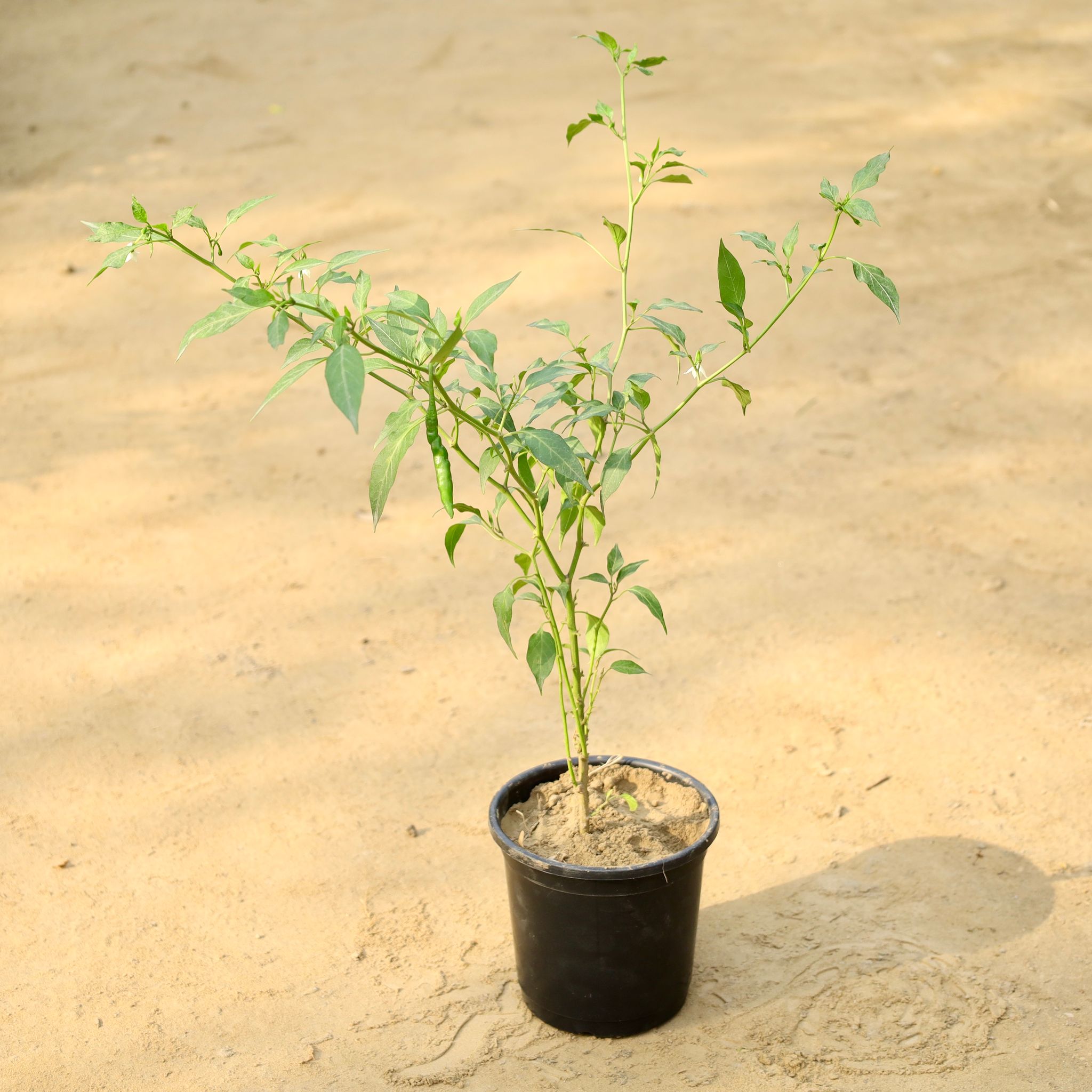 Green Chilli / Mirchi Plant in 6 Inch Nursery Pot