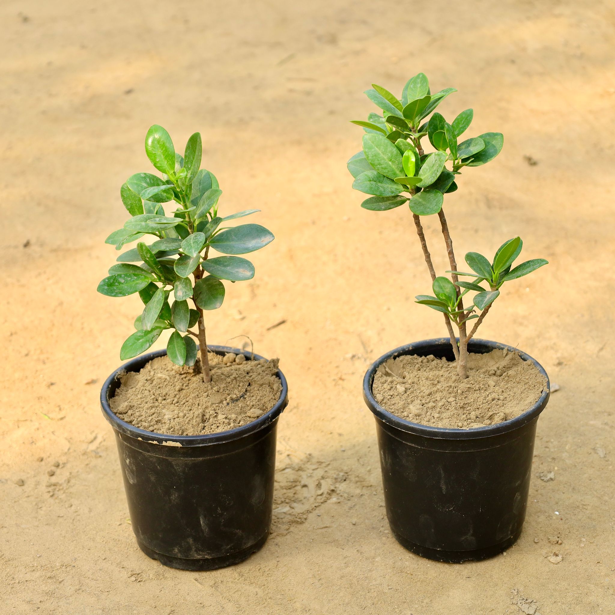 Set of 2 - Ficus Long Island in 6 Inch Nursery Pot