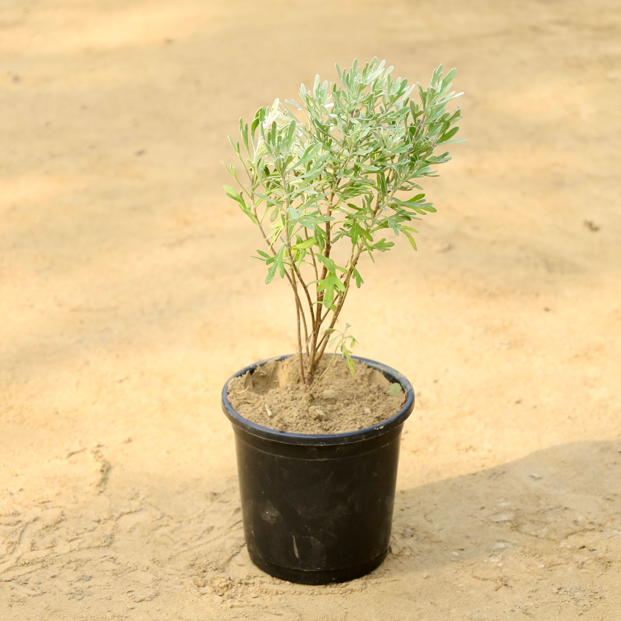 Lavender in 6 Inch Nursery Pot