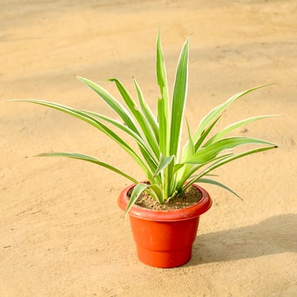 Buy Spider Plant in 6 Inch Red Classy Plastic Pot Online | Urvann.com