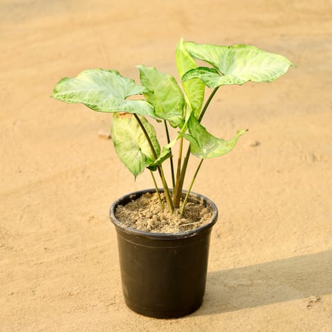 Syngonium Green Arrowhead in 6 Inch Nursery Pot