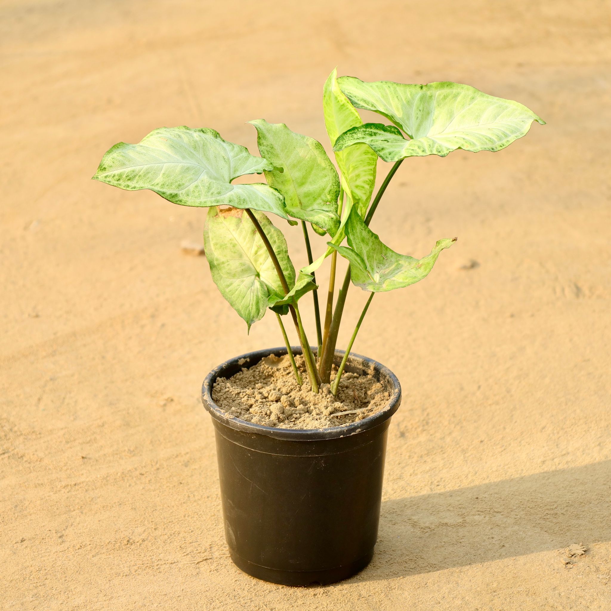 Syngonium Green Arrowhead in 6 Inch Nursery Pot