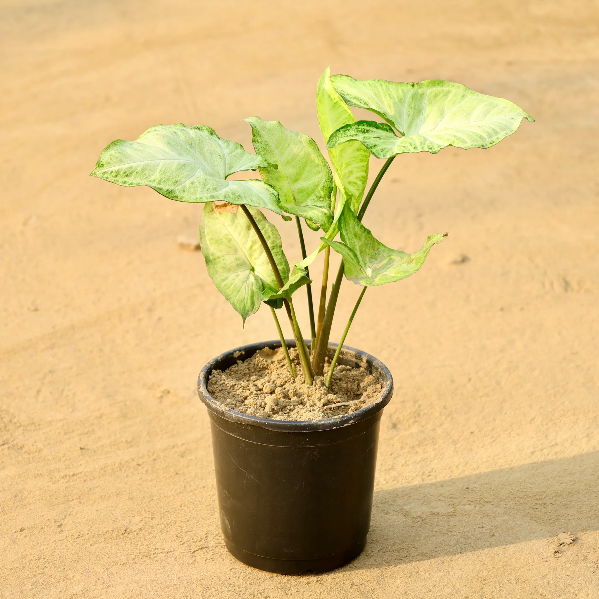 Syngonium Green Arrowhead in 6 Inch Nursery Pot