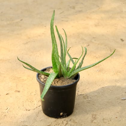 Buy Aloe Vera in 6 Inch Nursery Pot Online | Urvann.com