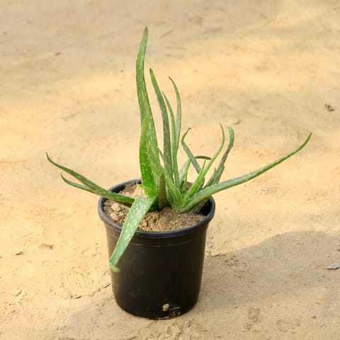 Aloe Vera in 6 Inch Nursery Pot